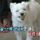 엣지Dog 이미지