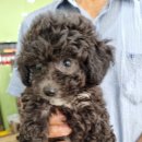 강아지 마을 이미지