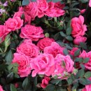 오일시시장 이미지