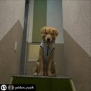 군파크호텔 | 인스타그래머 @golden_yusik 님의 군파크호텔 숙박이벤트 이용 후기!! 청도가볼만한곳추천 애견동반숙소...