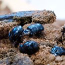 쇠똥구리마을 이미지