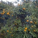 첼레스떼펜션 이미지