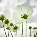 아름다움 이미지