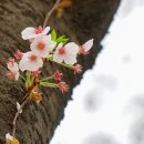 양목초교 이미지