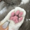 고양이무마취미용 무냥무냥 대구점 이미지