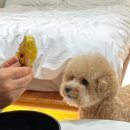 에이플러스마트 대신점 | [양평 애견펜션/ 메리도그하우스](조식,수영장,계곡) 솔직후기