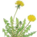 민들레네 이미지