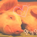 녹십자수의약품 주식회사 이미지