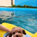 제이몽애견펜션 이미지