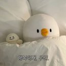 호뉴투어 | 🇳🇿15박16일(ㅋ) 호주•뉴질랜드 여행기(ㅎ) #16일차 레드우드 트리워크•로토루아 버스타는법...