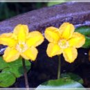 용담광택 이미지