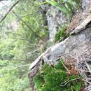 머루와 다래 이미지