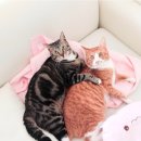 타코모리 이미지