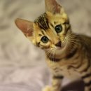 뱅갈냥이 이미지