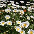 메종 드 씨엘 이미지