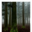안개숲 이미지