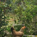 왕징농장 이미지