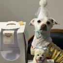 댕수무강 이미지