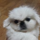슈슈 이미지