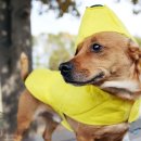 바나나 동물병원 이미지