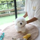 A. DOG(어독) 이미지