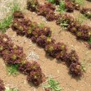 유기농장 이미지