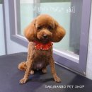 사쿠란보애견샵 부산대점 이미지