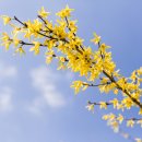 개나리공원3 이미지