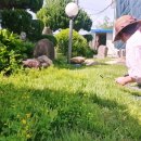 길안천 돌담집 이미지