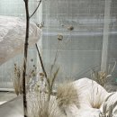 소금꽃정원 이미지