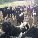 힘찬흑염소농장 이미지