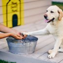 소노펫 보딩 이미지