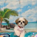 펫 살롱 파밀리에 이미지