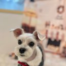 화사하개 이미지