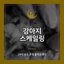 바른동물병원 | 강아지 구내염 치료 송도동 스케일링 동물병원 후기