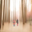 숲으로 가는 길 이미지