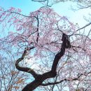 봄길목여정 현충원 벚꽃풍경 이미지