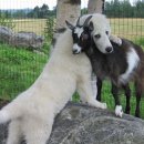 이천동물의료센터 이미지