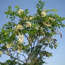 송산유원지 이미지