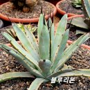블루리본 이미지