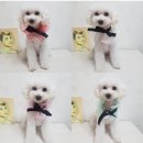 도그 블라썸 이미지