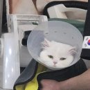 우리미용실 | 🐱 우리 샤샤의 단골 미용실, ‘단발냥’ 후기 💇‍♀️