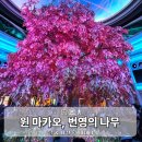 나무호텔 | 마카오 가볼만한곳 번영의 나무쇼 분수쇼 윈 호텔 운영시간 관람 후기