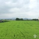 평택호대교 주변 이미지