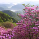 섬진강변 철쭉길 | 철쭉과 자연 속 힐링, 섬진강변 철쭉길