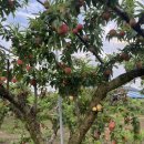 용천농원 이미지