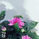아침향기화원 이미지