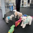 우리애견 | 평택애견호텔 왓썹독 이용후기 / 우리 뽀삐의 세상 즐거운 호텔 생활