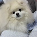 강아지 슬리커 파우치 추천 포퍼피스 슬리커 비교 후기