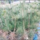 해송2로 이미지